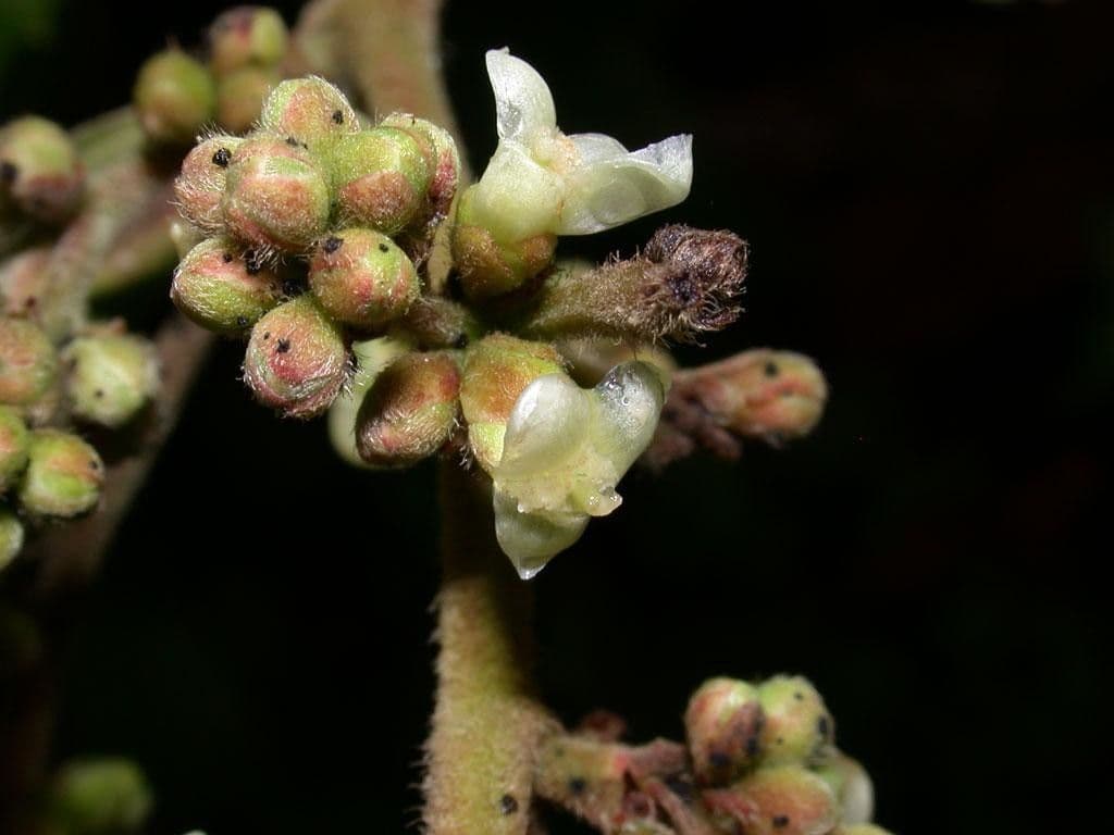 Tetracera 2