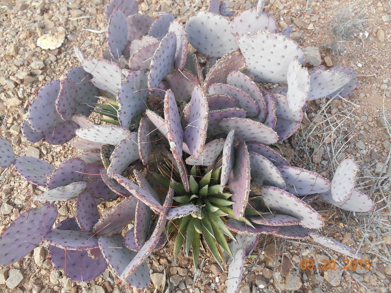 Opuntia macrocentra 11