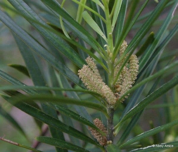 Podocarpus 8