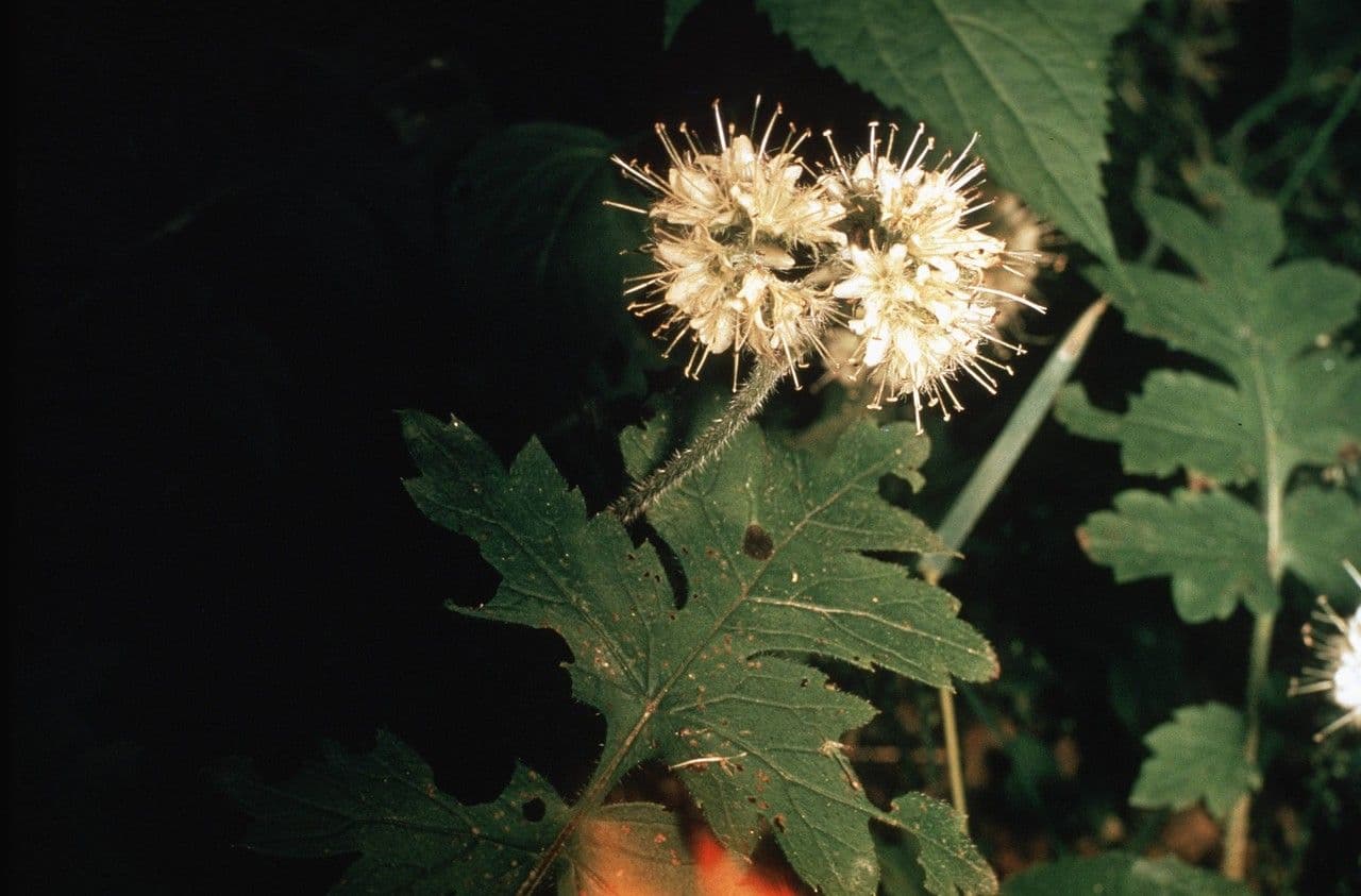 Hydrophyllum