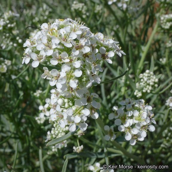 Lepidium fremontii 8