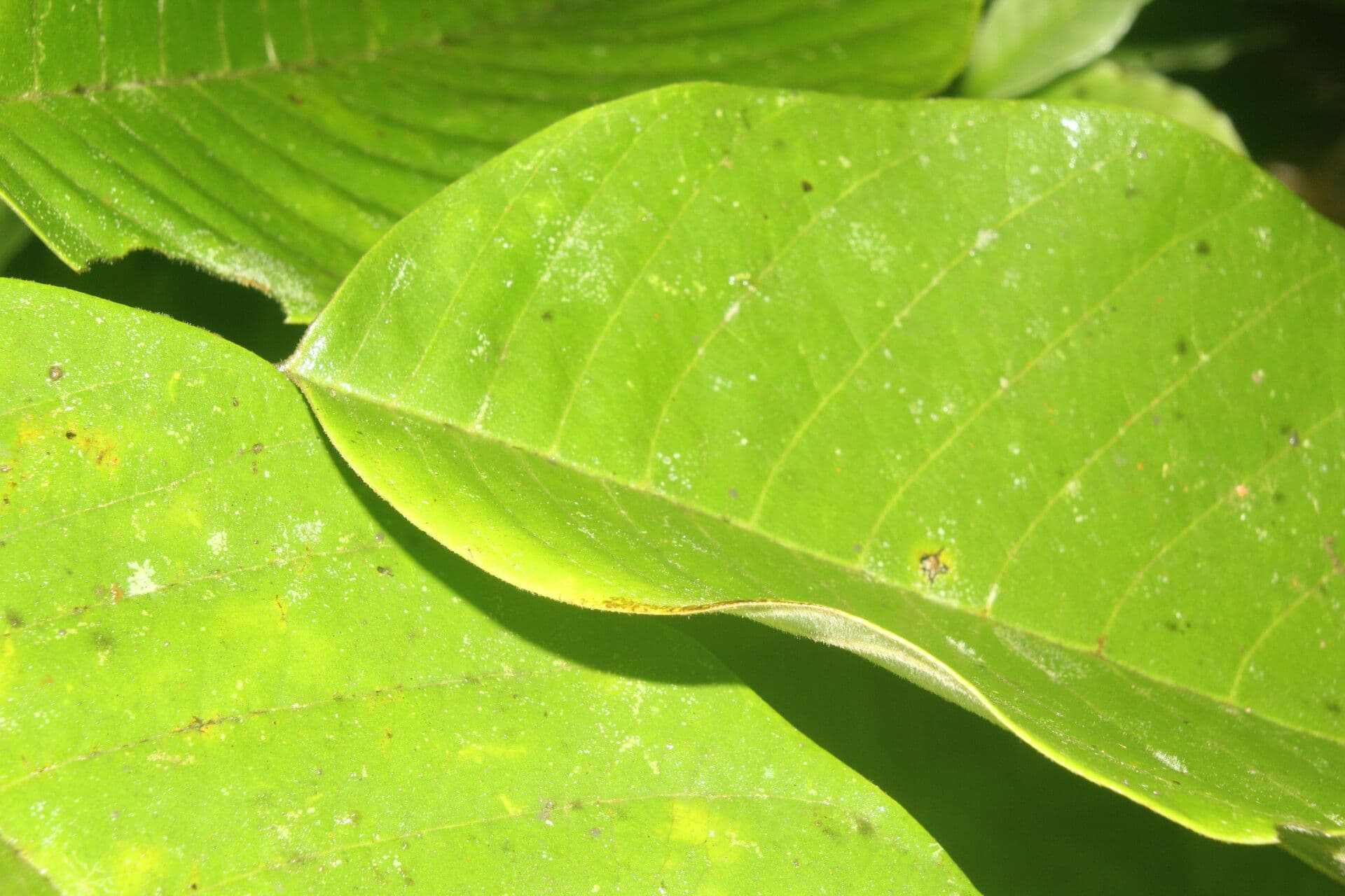 Annona 8