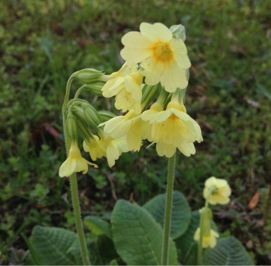 Primula maggiore 9