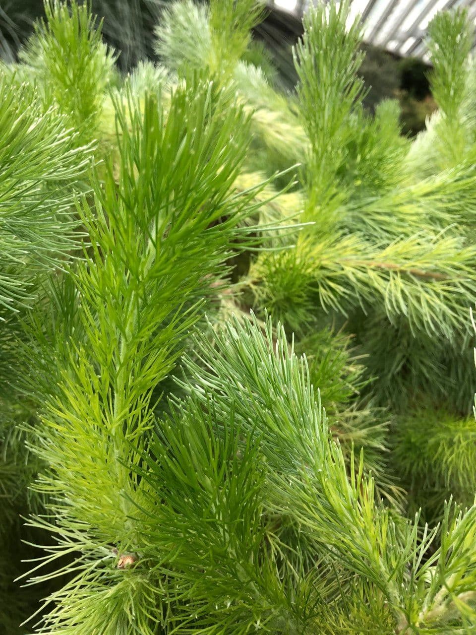 Adenanthos 9