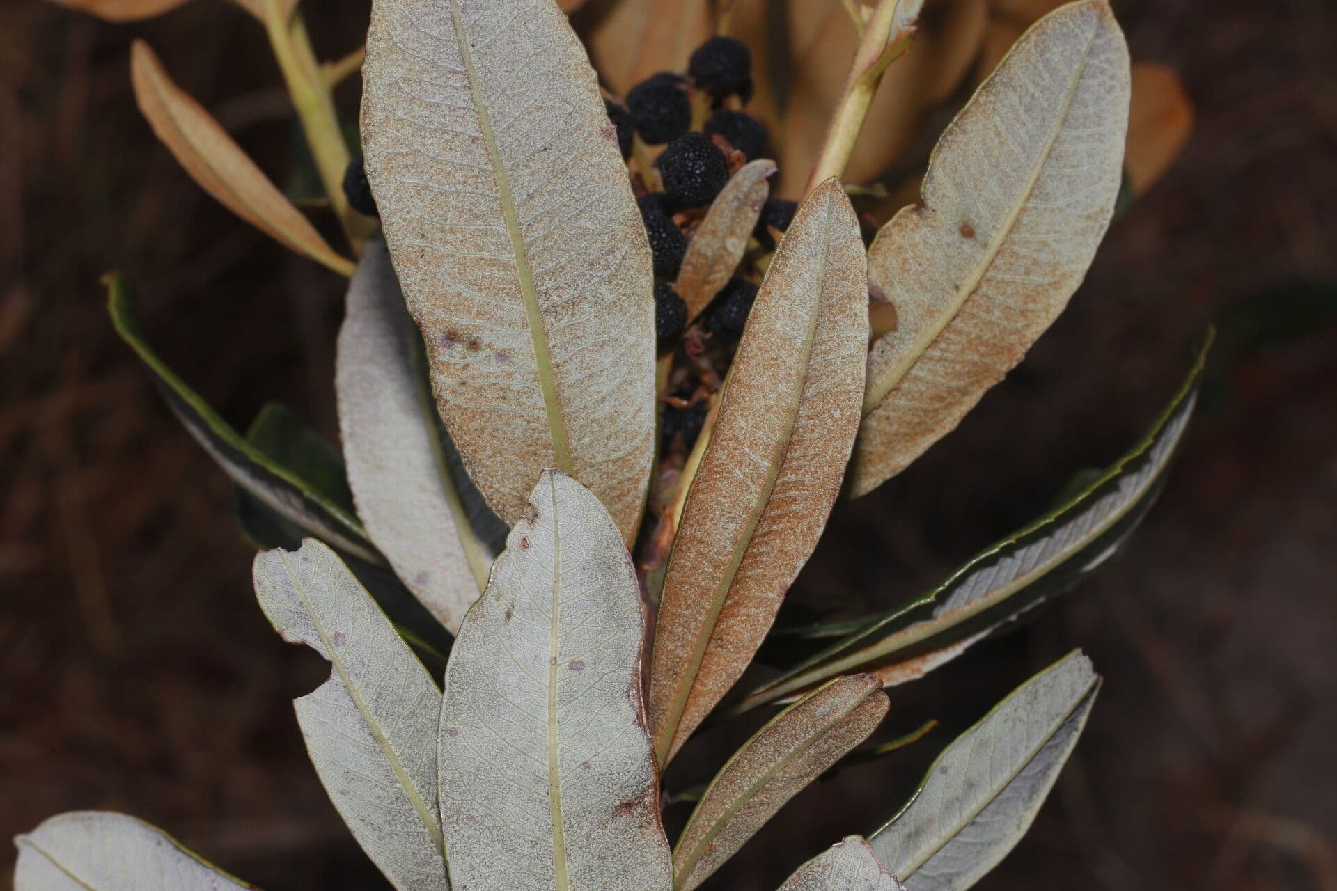 Manzanita 12