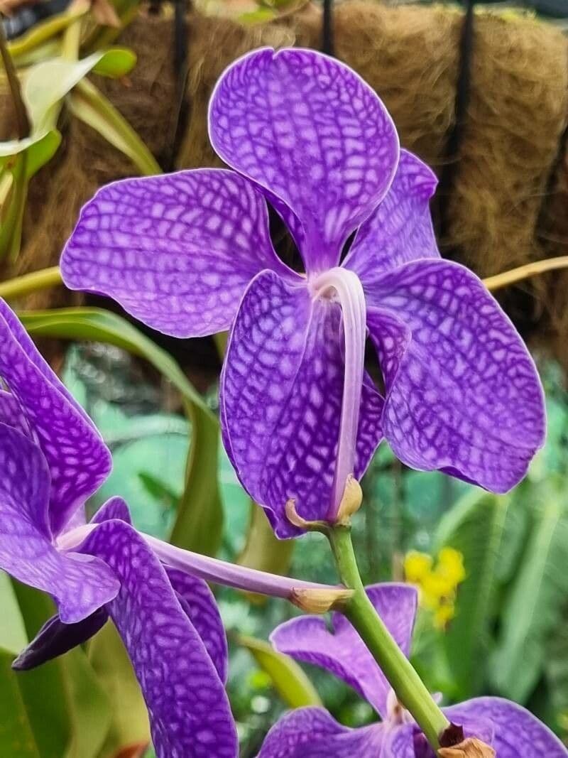 Vanda 18
