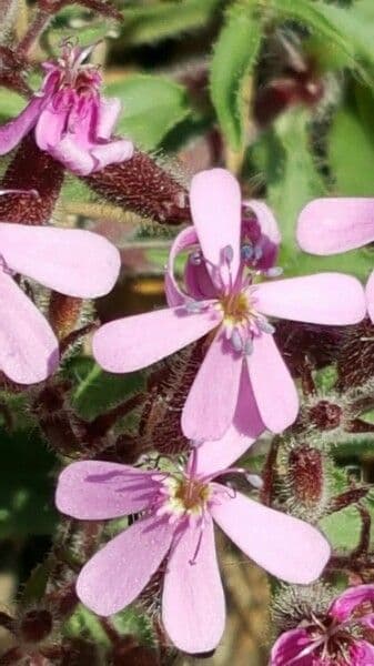 Saponaria rossa 6