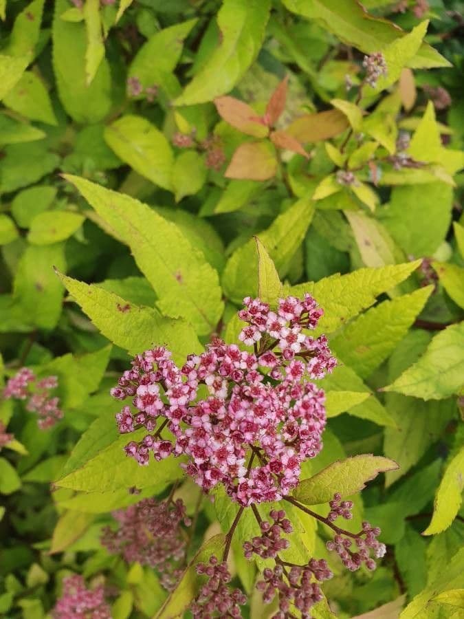 Spirea del Giappone 6