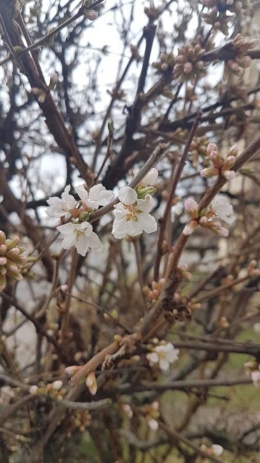Prunus tomentosa 7