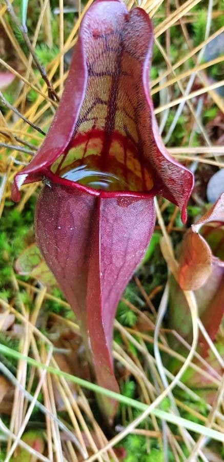 Rote Schlauchpflanze 18