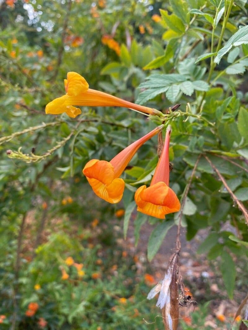 Tecoma 5