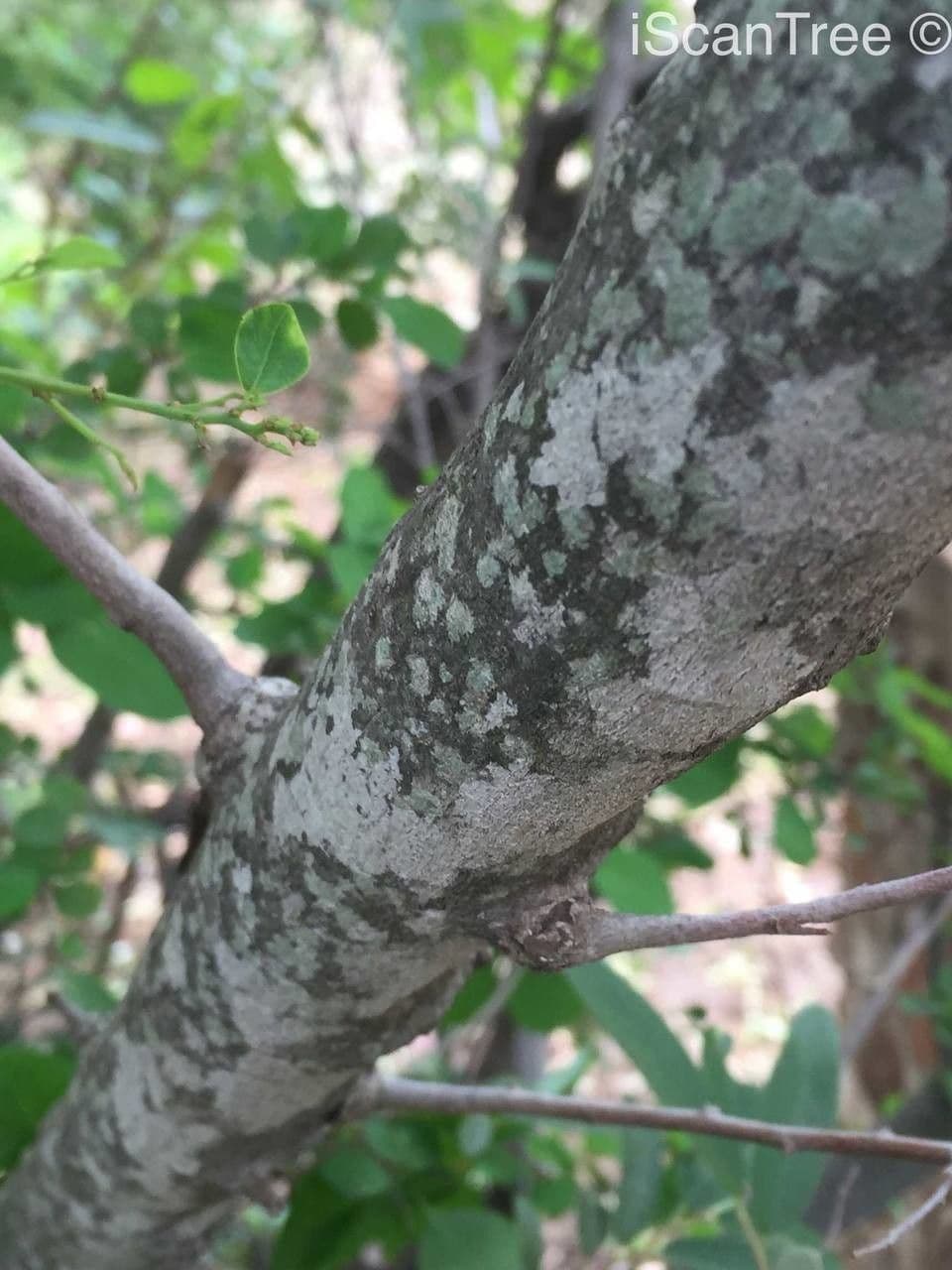 Grewia gialla 12