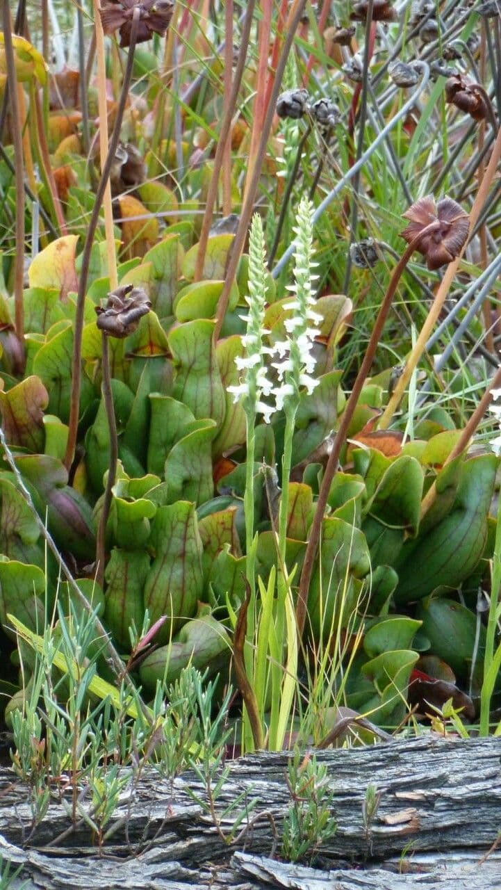 Spiranthes cernua 3