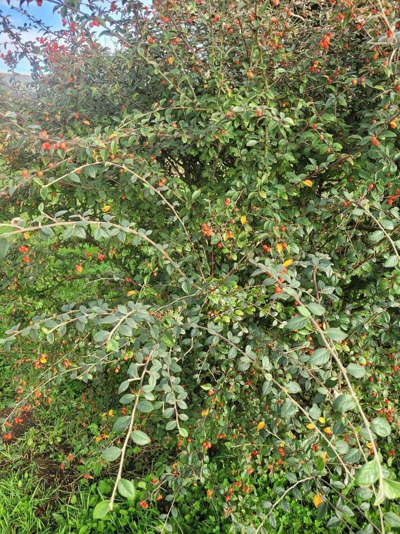 Cotoneaster di Franchet 11