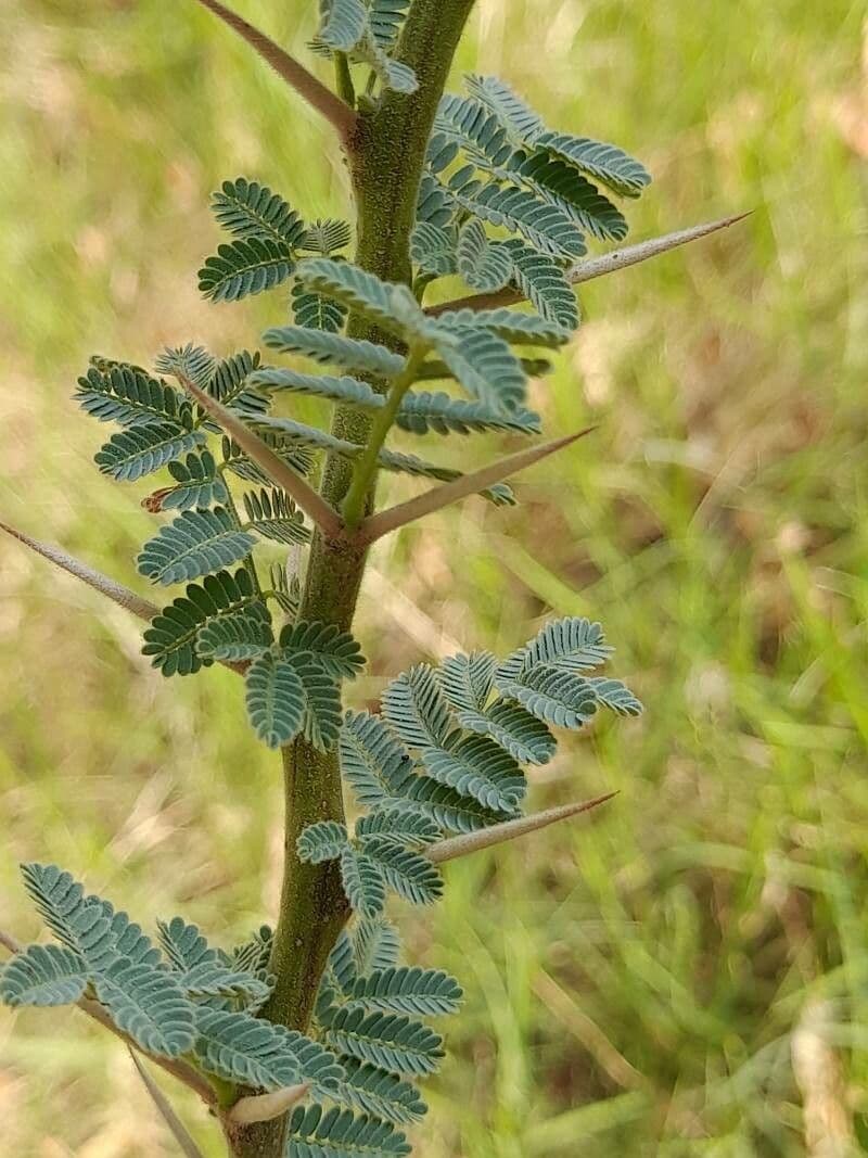 Acacia tortuosa 26