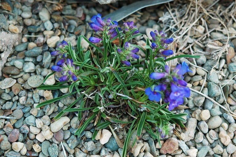 Penstemon 3