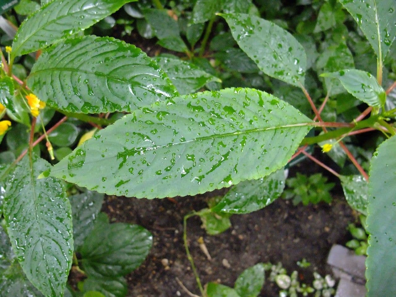Balsamino 17