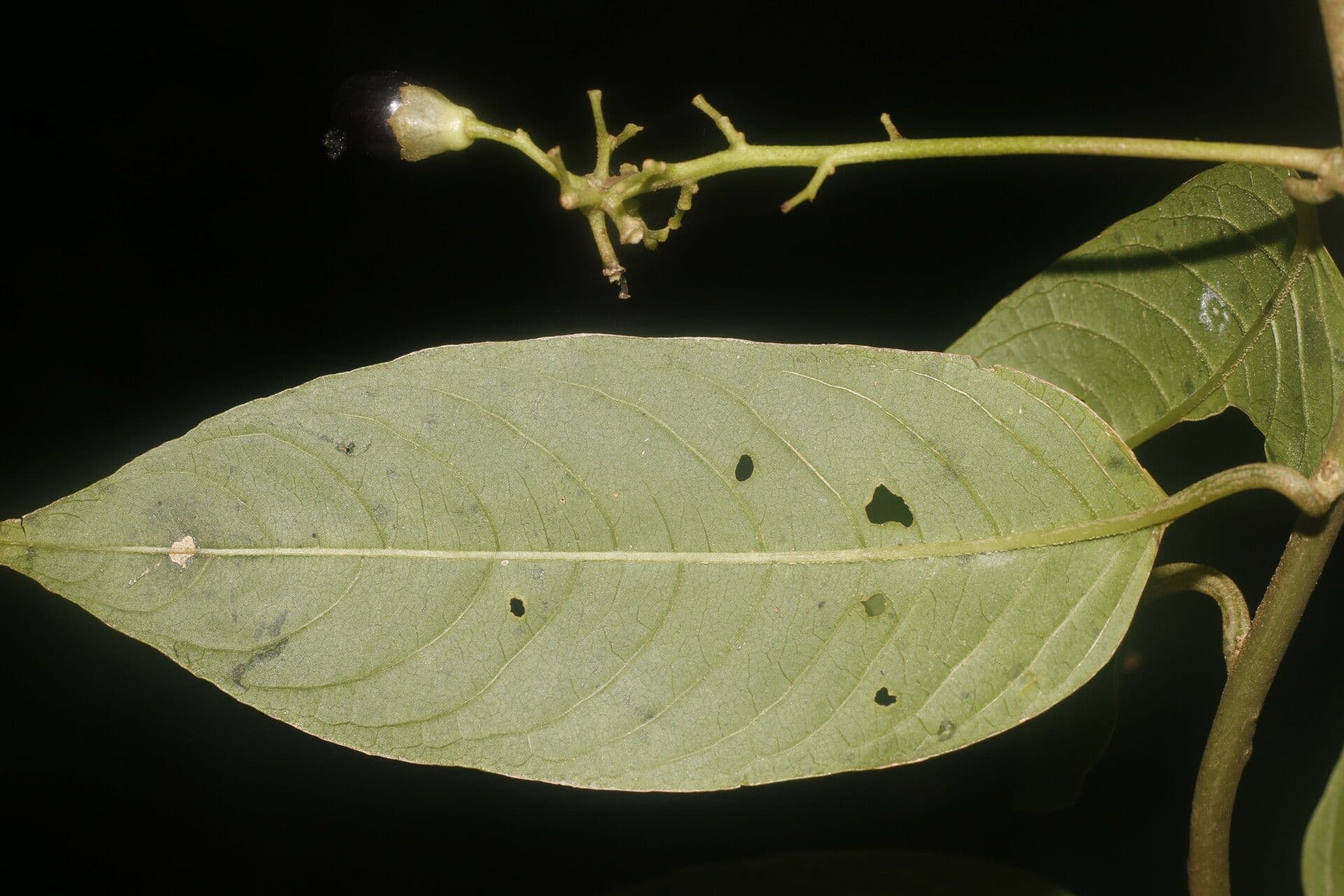 Cestrum 7