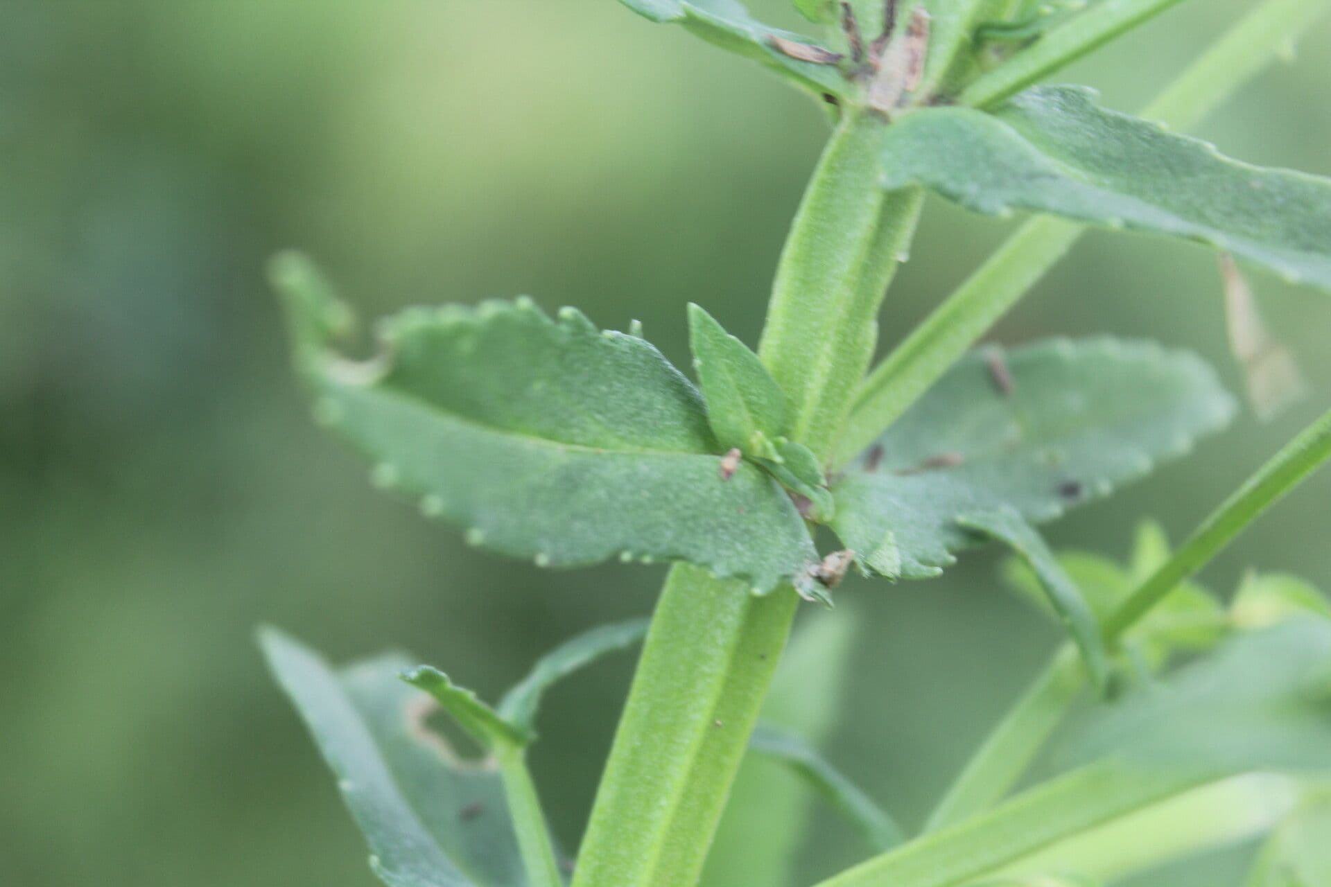 Stemodia durantifolia 17