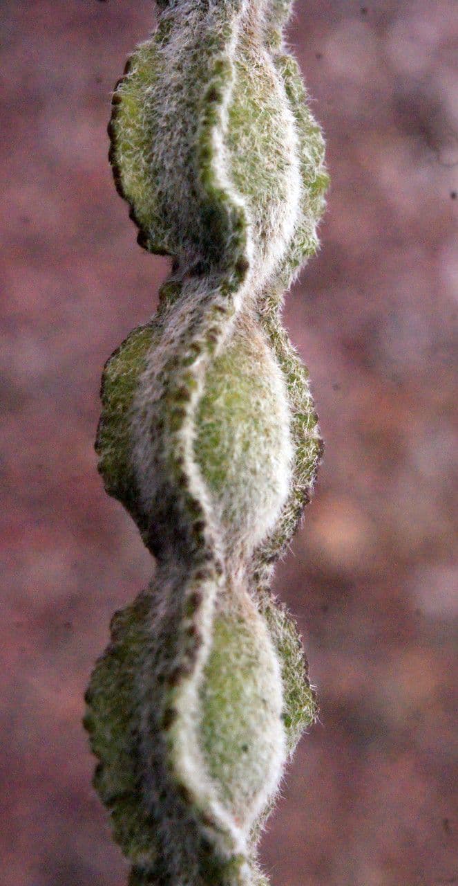 Sophora denudata 2