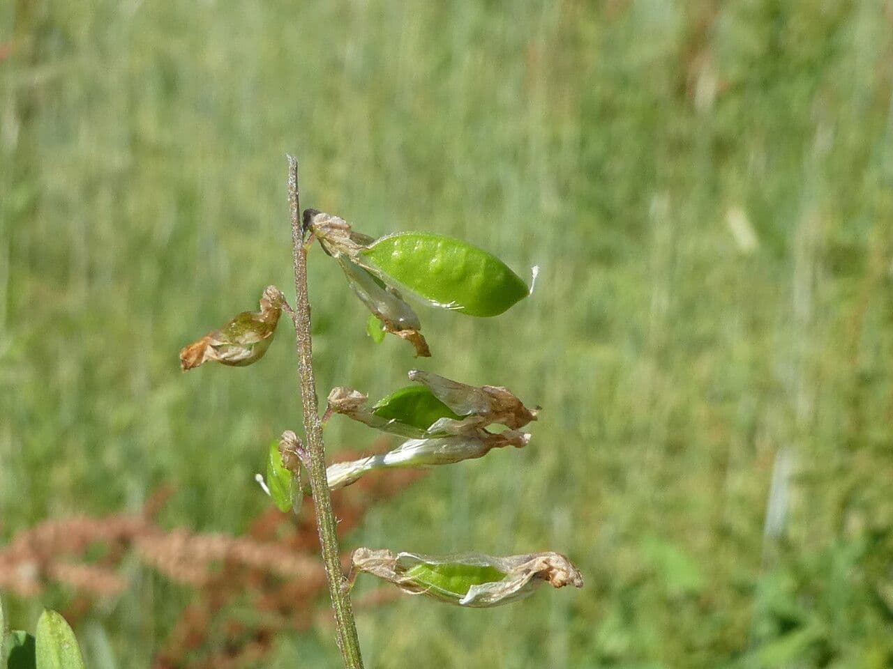 Schmalblättrige Wicke 5