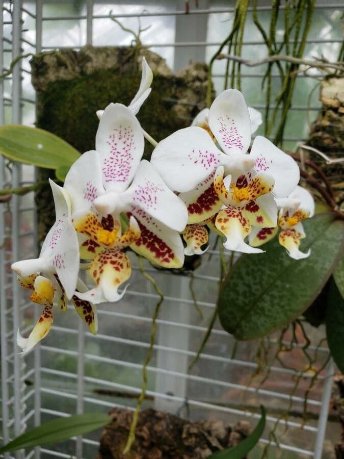 Phalaenopsis 4
