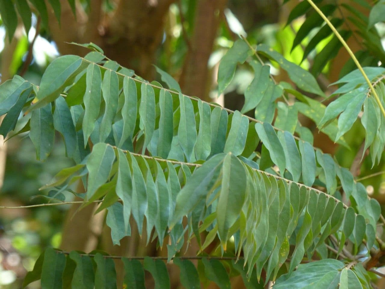 Bilimbi 30
