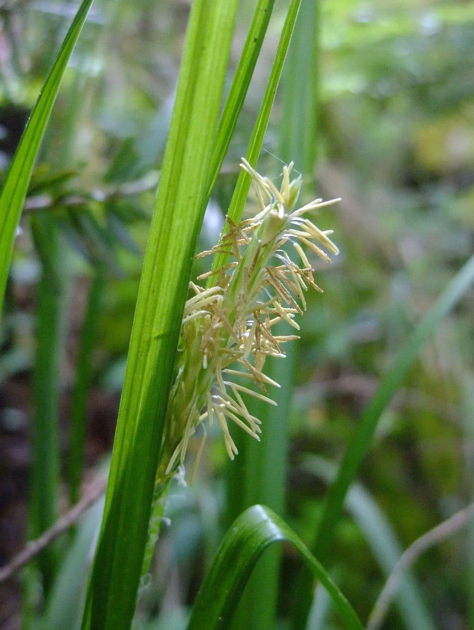 Carice selvatica 6