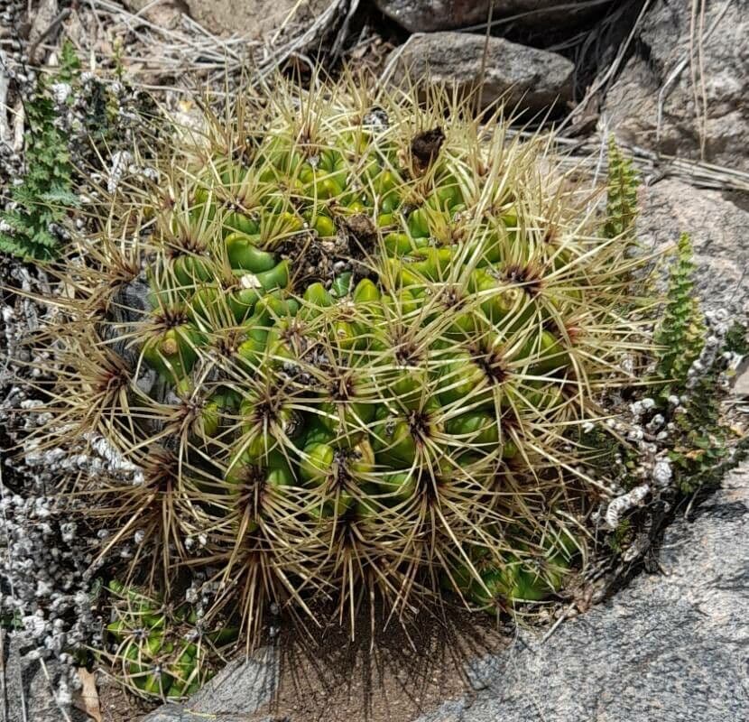 Cactus del mento 5
