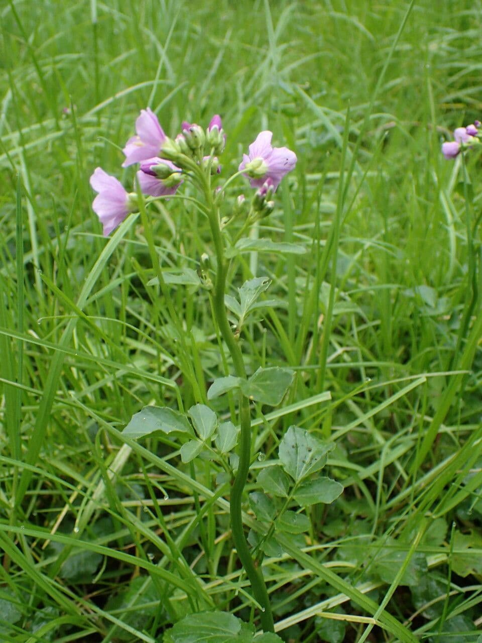 Cardamine raphanifolia 26