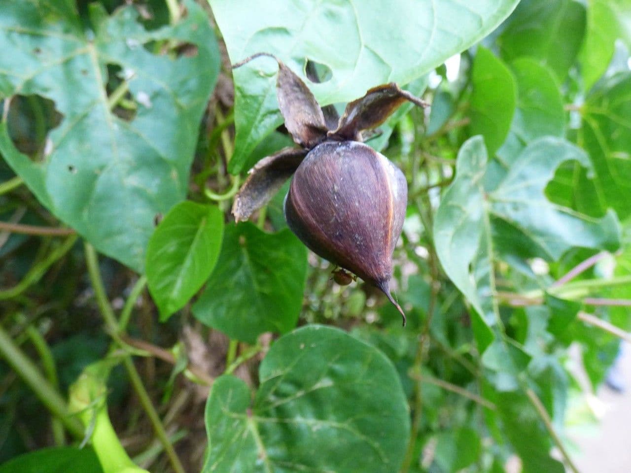 Prunkwinde 4