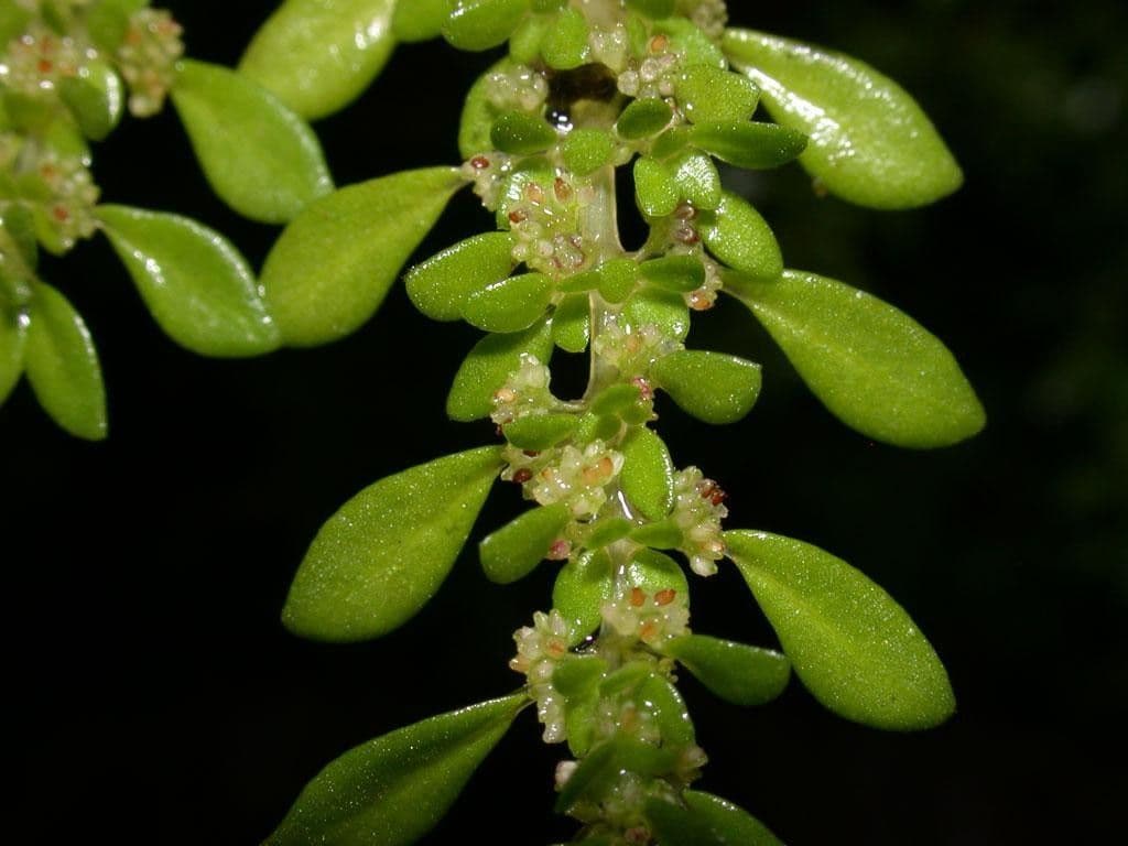 Pilea microphylla 3