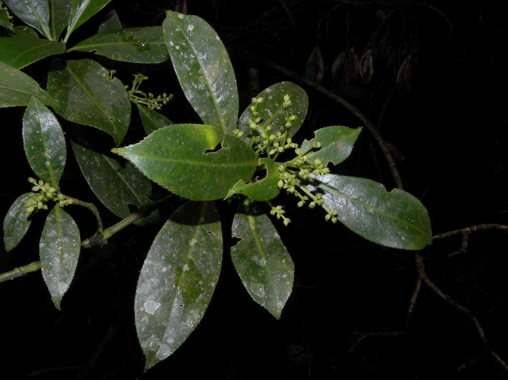 Bonpland-Hedyosmum 13