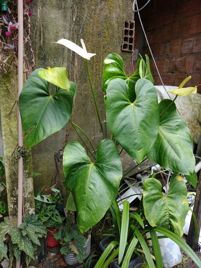 Anthurium