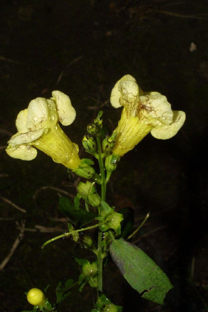Aureolaria 10