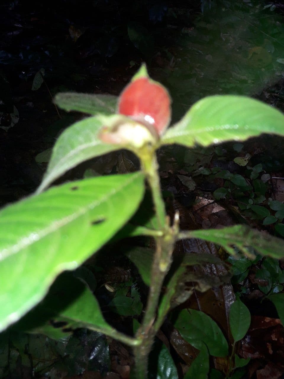 Palicourea tomentosa 16
