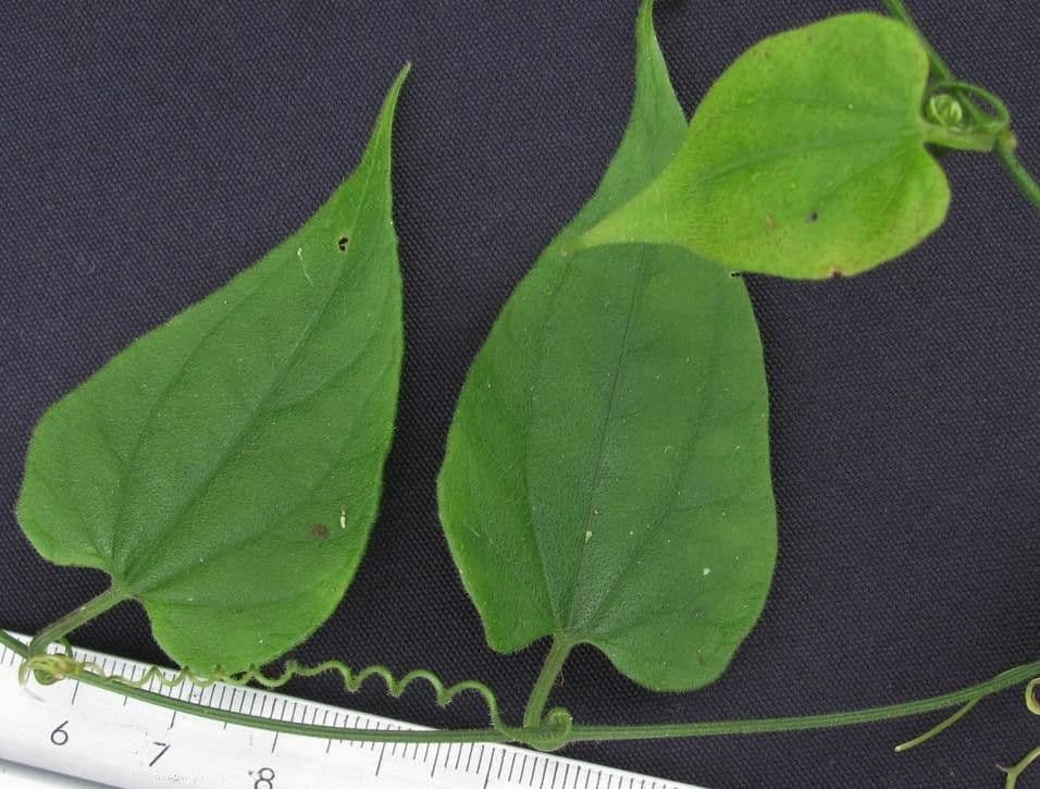 Sicydium 6