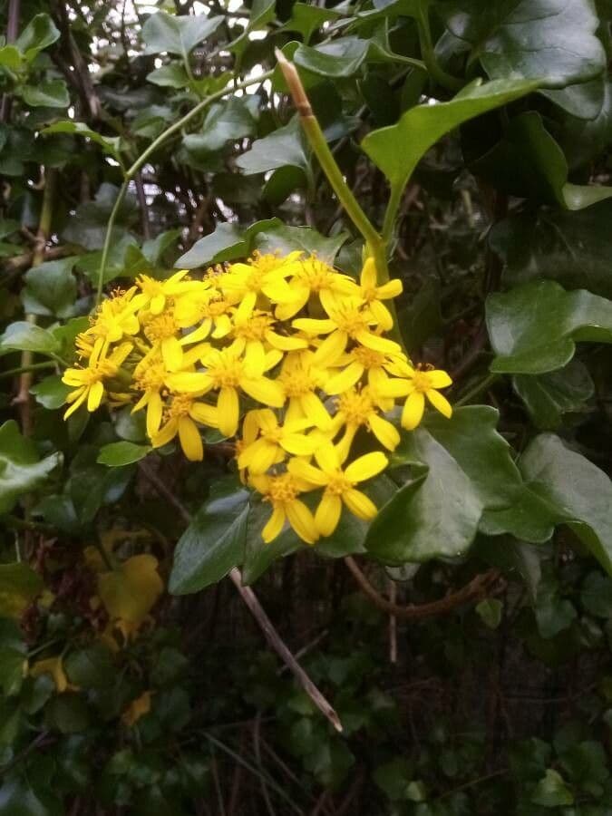 Senecio angulatus 6
