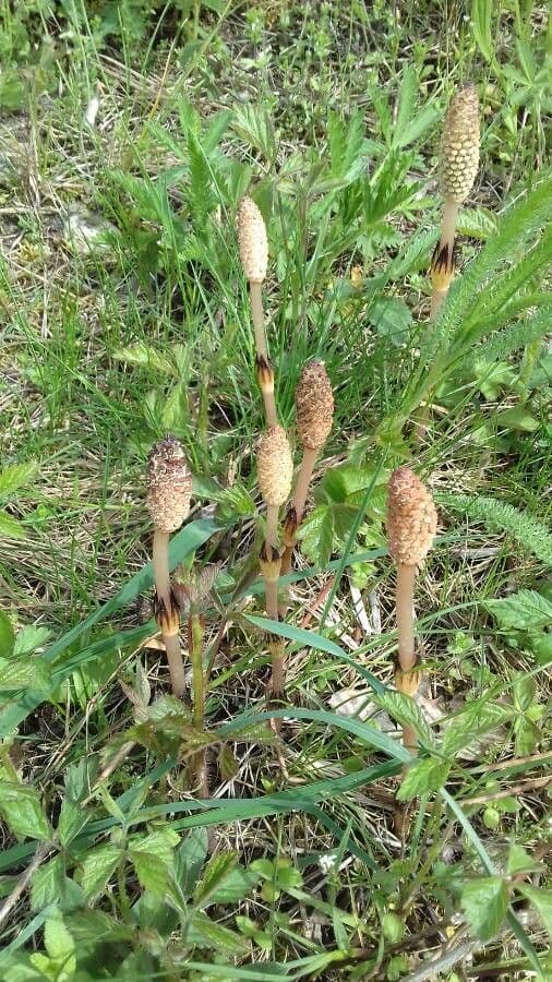 Equiseto dei campi 29