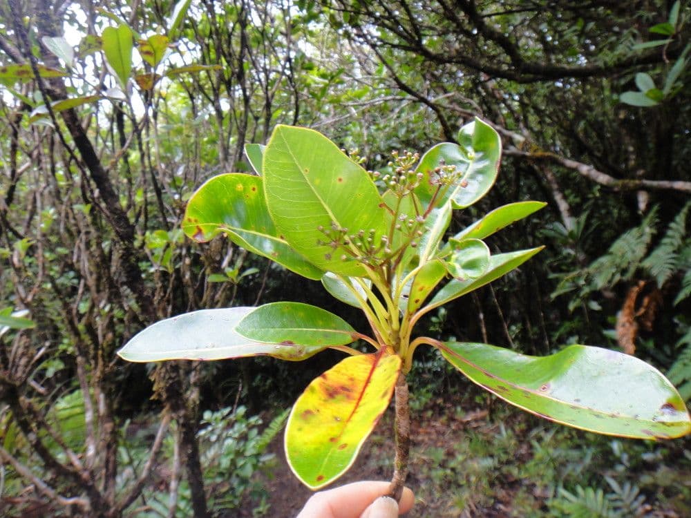 Myodocarpus 4