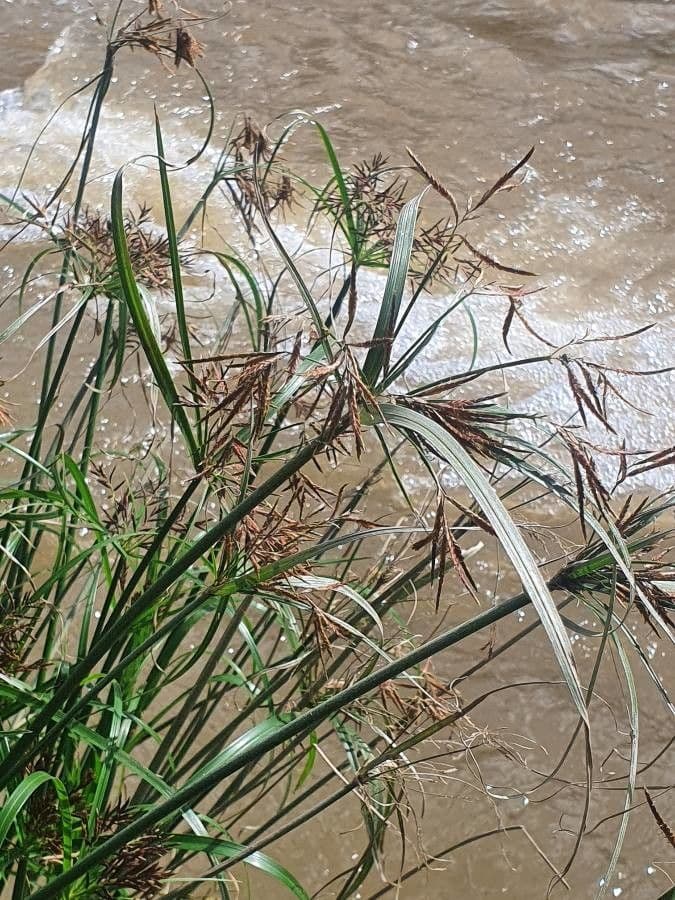 Schimper flatsedge 3