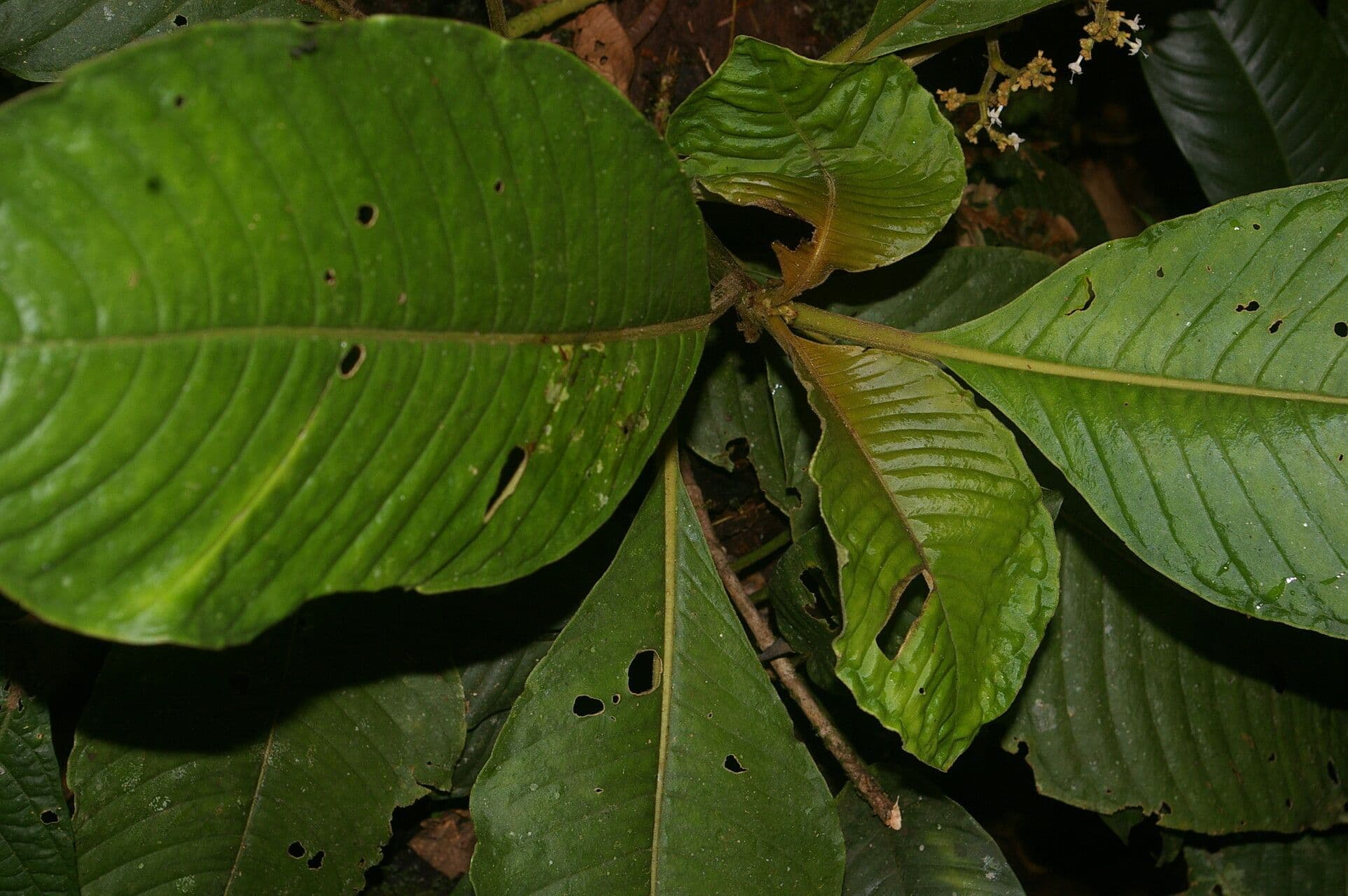 Notopleura 6