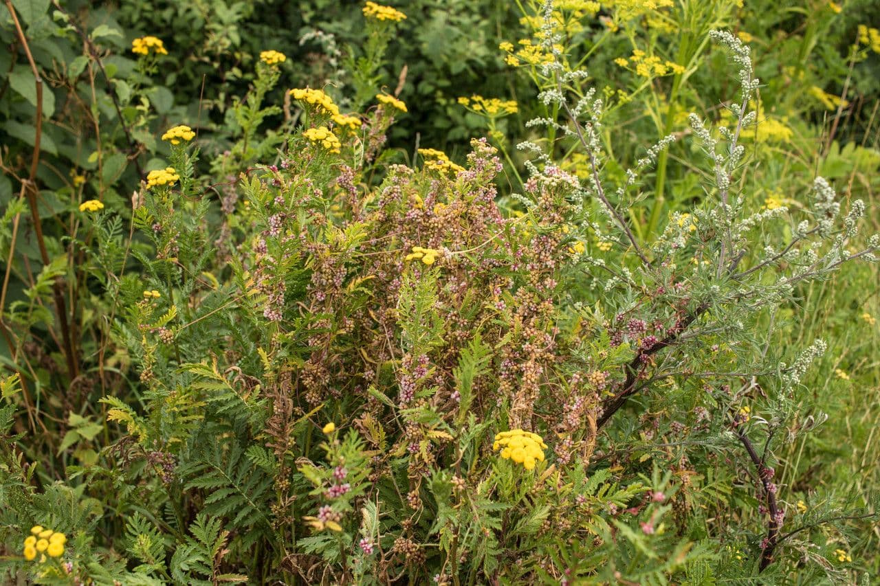 Cuscuta 12