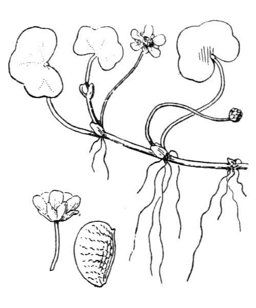 Ranuncolo ederaceo 23