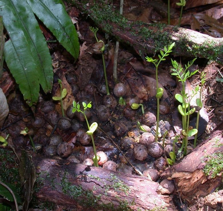 Otoba novogranatensis 10