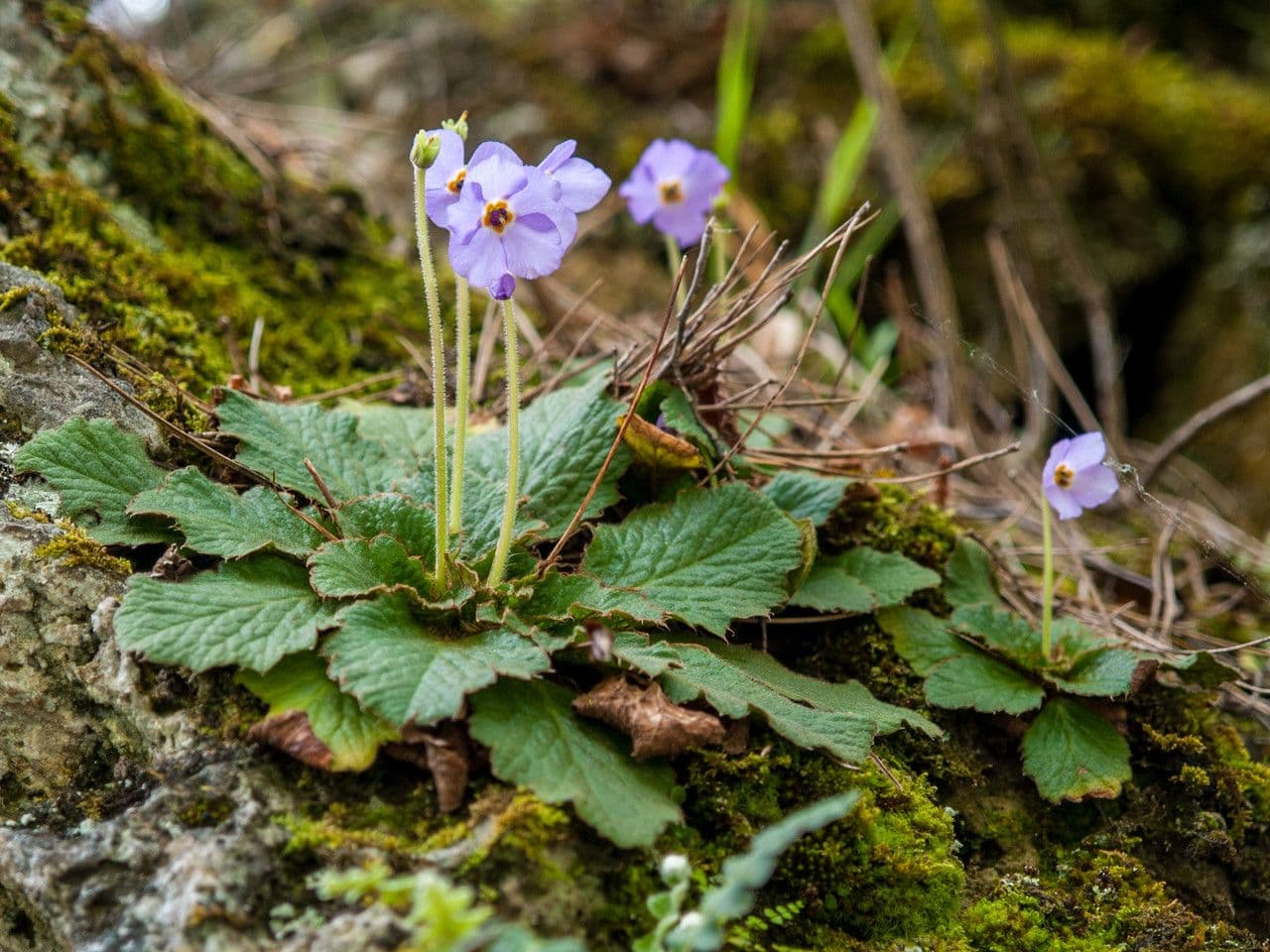 Ramonda serba
