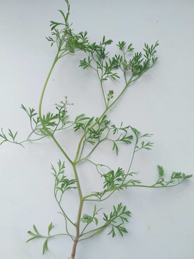 Kleinblütiges Erdrauch 19