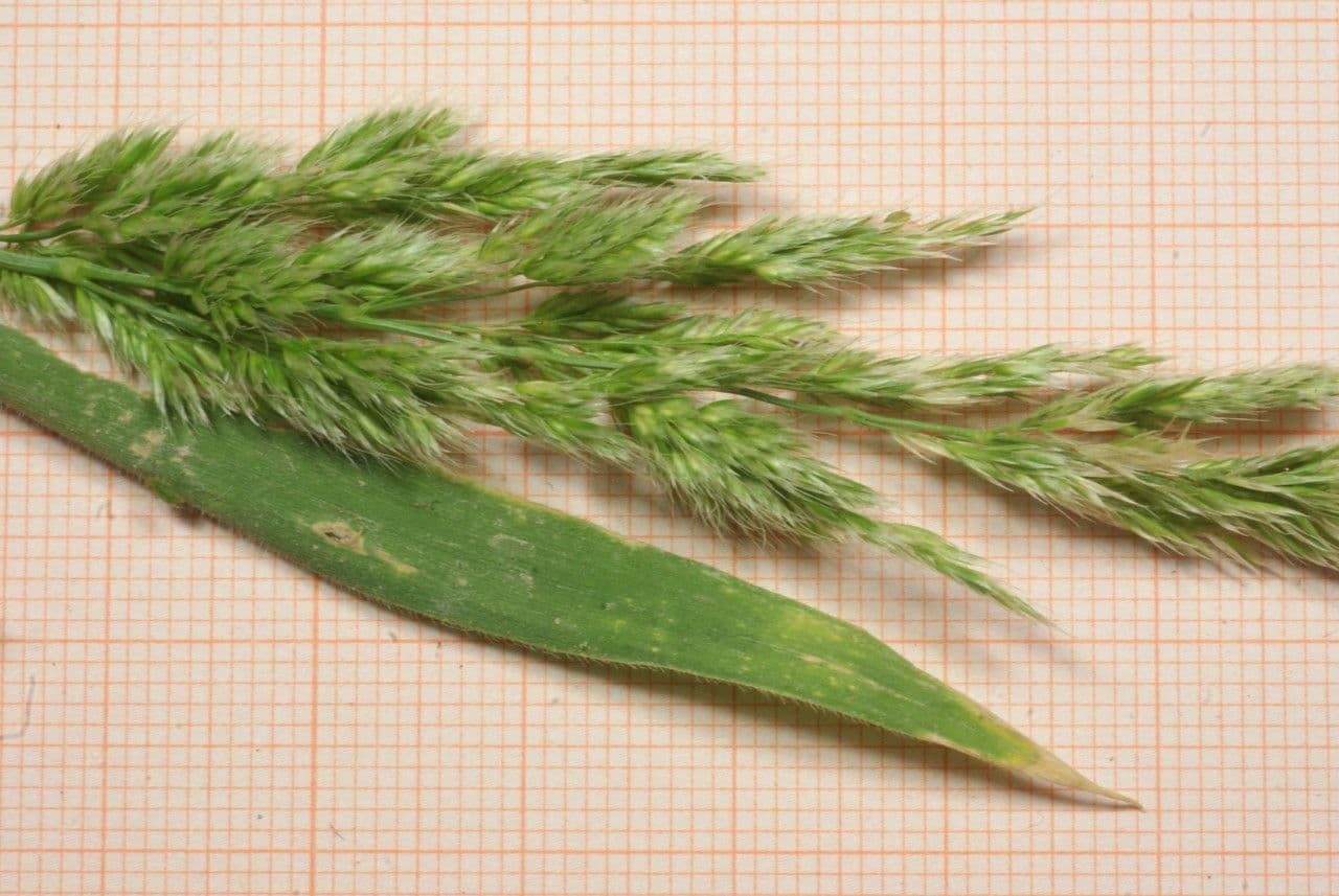 Trisetaria panicea 9
