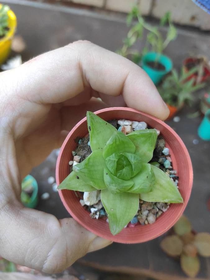 Haworthia 19