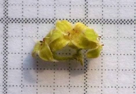 Przytulia blada